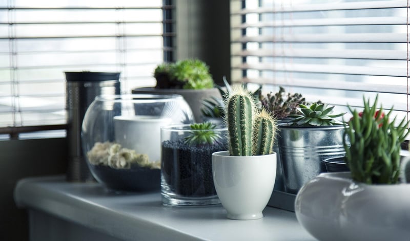 Indoor Gardening Tips